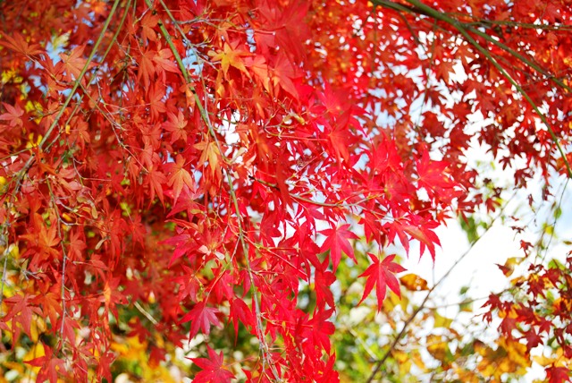 三瀬高原の紅葉情報