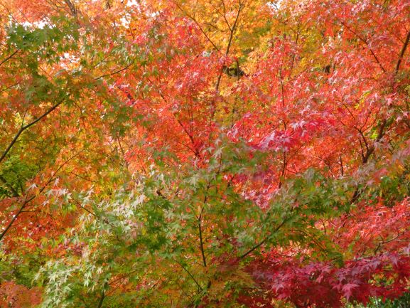 2024三瀬高原の秋の彩り　紅葉