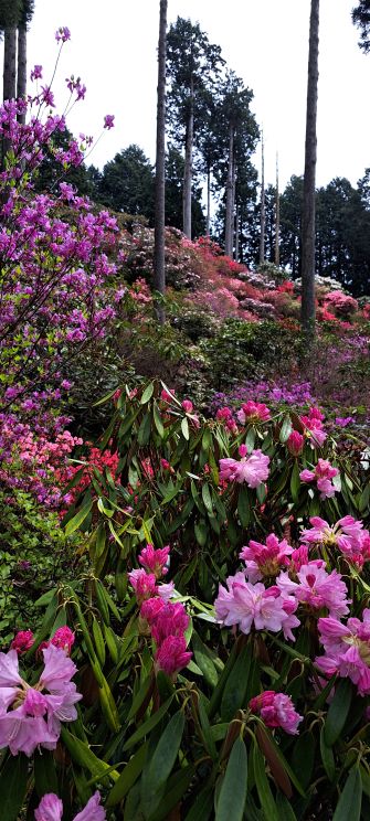 北山シャクナゲ園（佐賀市富士町古場）開園されています