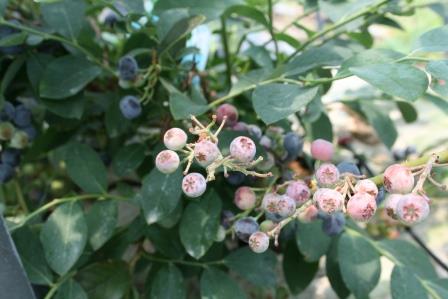 平川観光ブルーベリー園が開園！