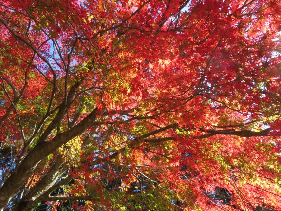 北山湖周りの紅葉