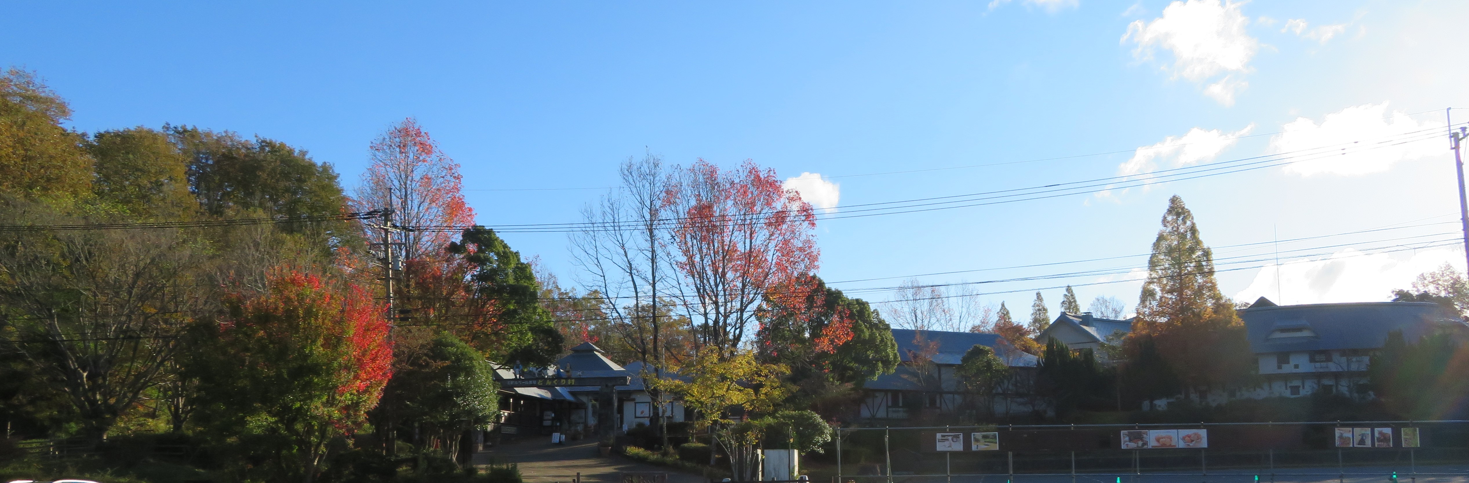 2024三瀬高原  錦の彩り　