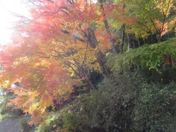 山里の秋の彩り