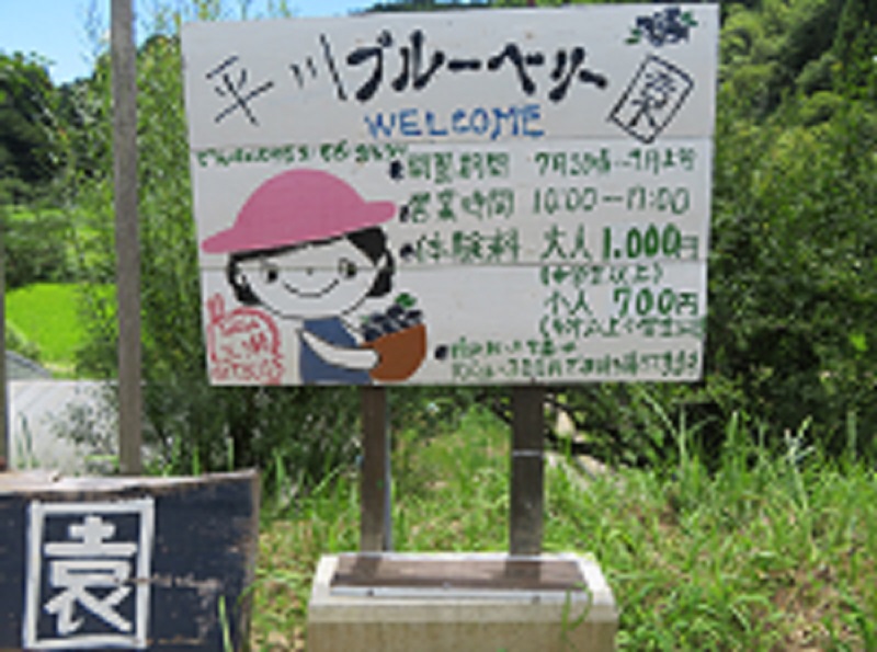 平川ブルーベリー園さんが7月１９日（土）～開園されます　（2025）