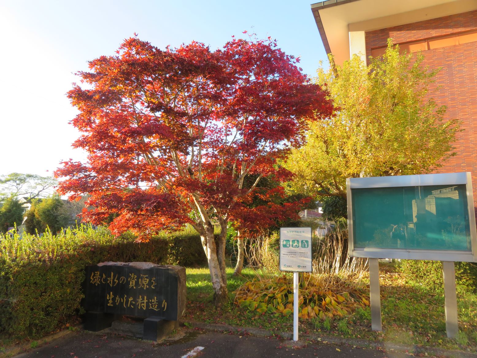 2025　秋の風景  三瀬支所前の紅葉