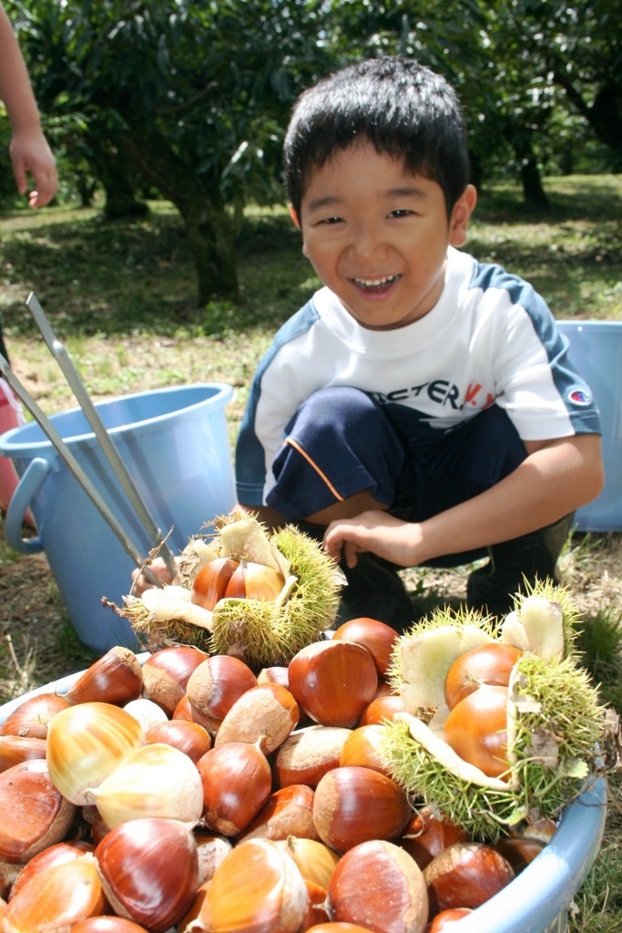 ★観光栗園_９月４日（日）開園