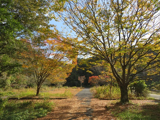 秋が深まってきています