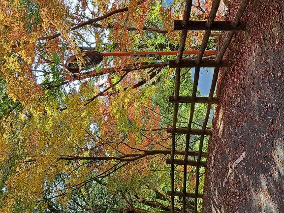 紅葉の見頃が続いています