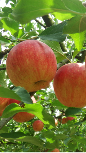 ８月２６日（土）〜　２０２３年、今年の観光リンゴ園の開園日