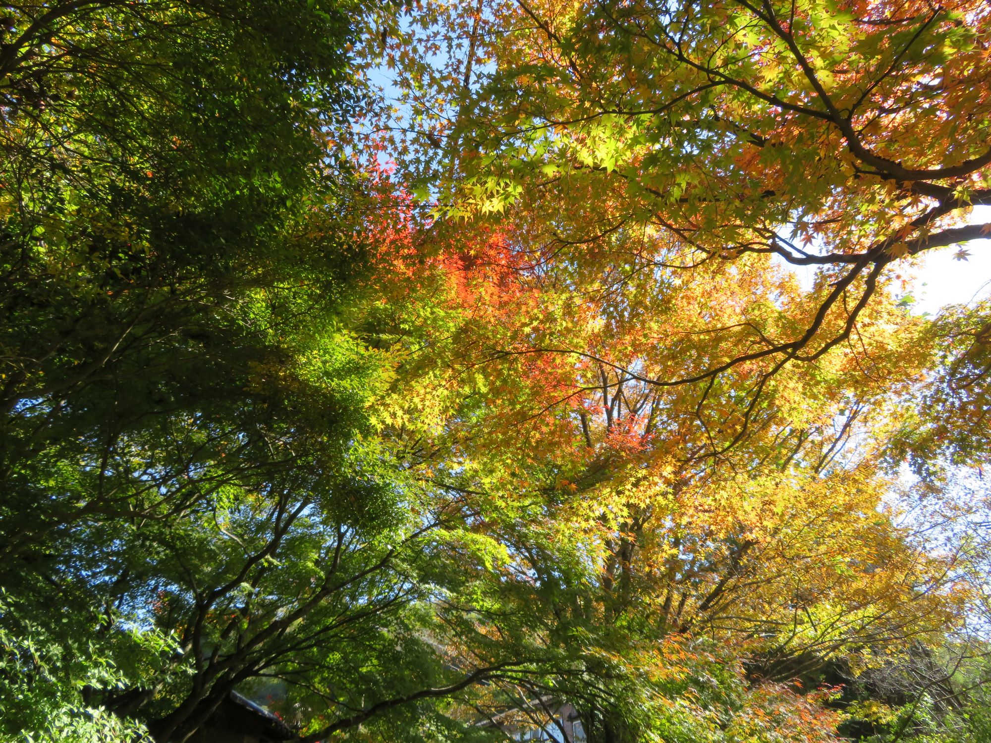 2025三瀬高原の秋の紅葉と黄葉