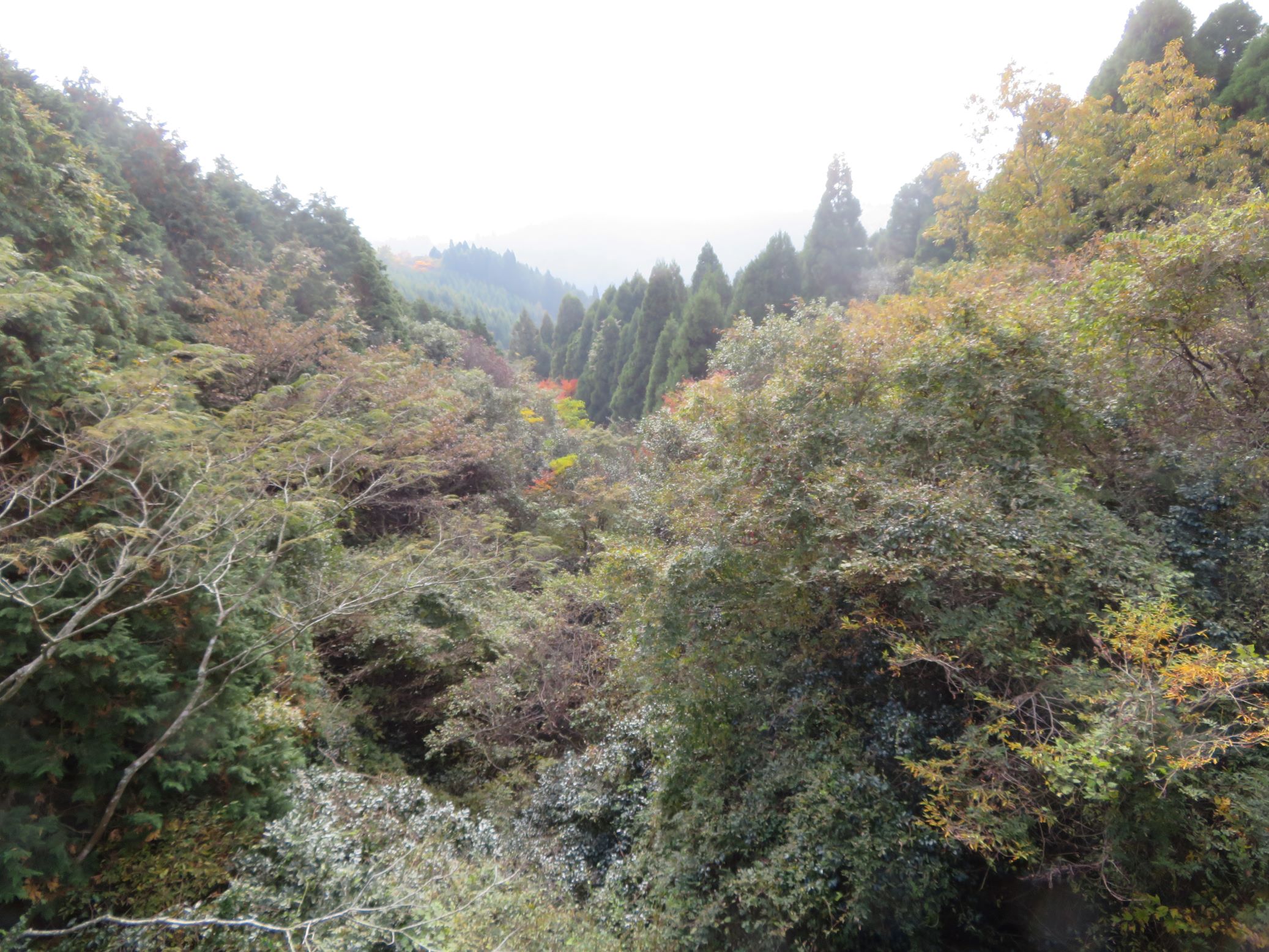 2025　秋の風景　広域基幹林道 金山〜脊振線　三瀬（右）と脊振（左）