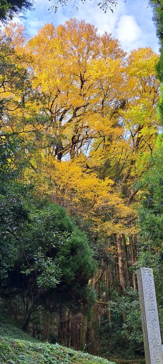 サガテレビで紅葉（黄葉）が紹介されていました